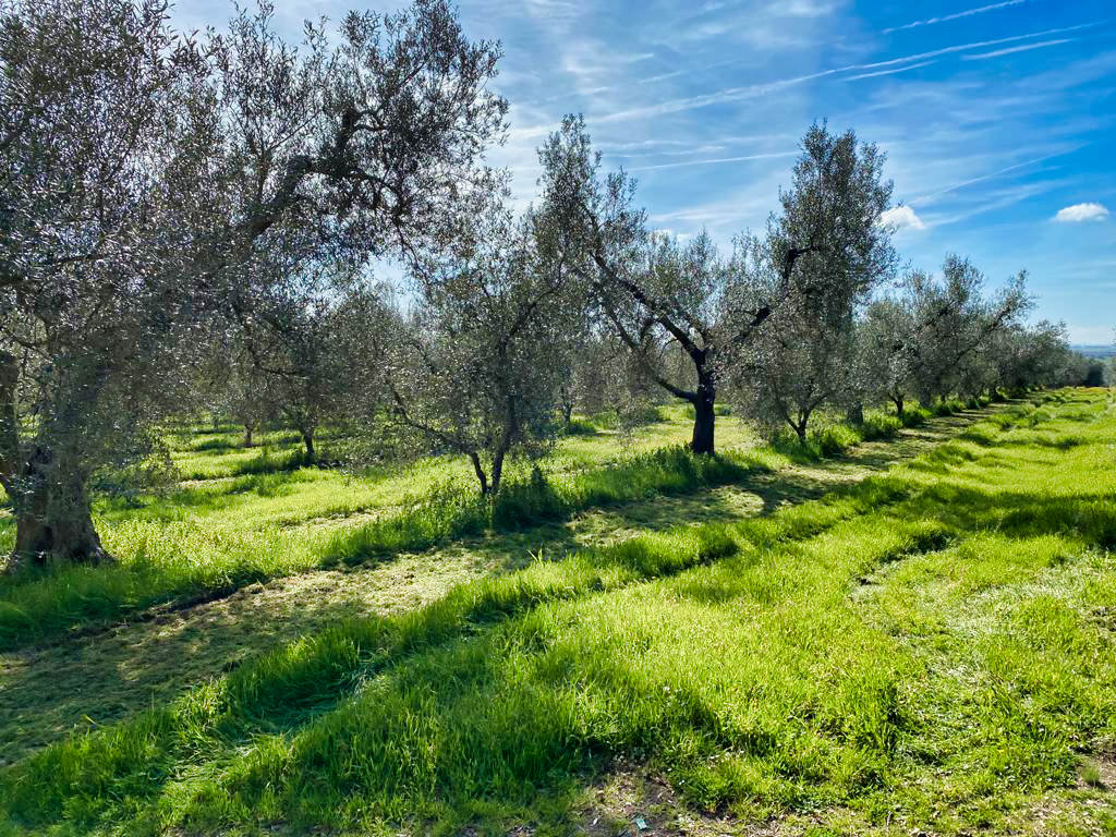 Ulivi in un campo verde sotto un cielo azzurro.